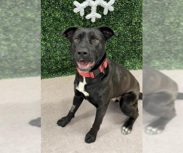 Medium Photo #2 American Pit Bull Terrier-Labrador Retriever Mix Puppy For Sale in Grasswood, Saskatchewan, Canada