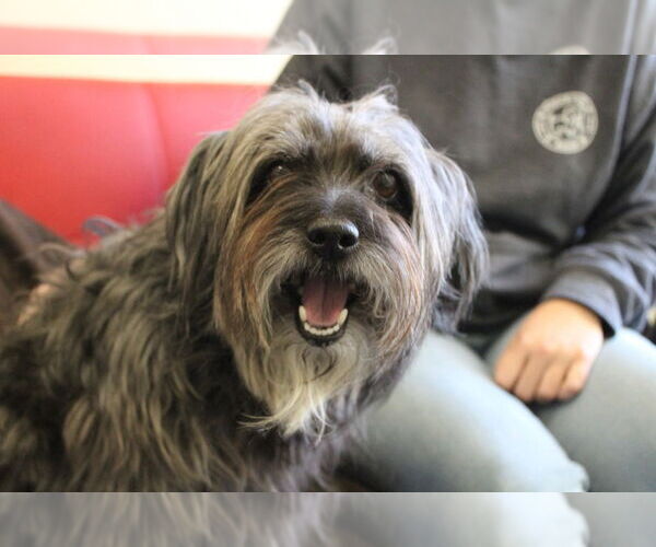 Medium Photo #1 Mutt Puppy For Sale in Chestertown, MD, USA