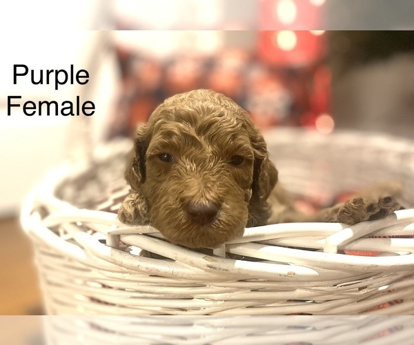Medium Photo #3 Goldendoodle Puppy For Sale in FRANKLINTON, LA, USA