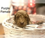 Small Photo #3 Goldendoodle Puppy For Sale in FRANKLINTON, LA, USA