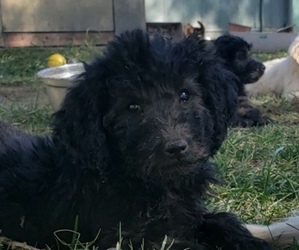 Goldendoodle Puppy for Sale in SNOWFLAKE, Arizona USA