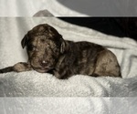 Small #4 Goldendoodle