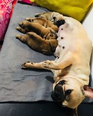 Mother of the French Bulldog puppies born on 02/03/2018