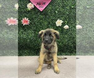 German Shepherd Dog-Unknown Mix Dogs for adoption in Grasswood, Saskatchewan, Canada