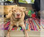 Small #1 Labrador Retriever Mix