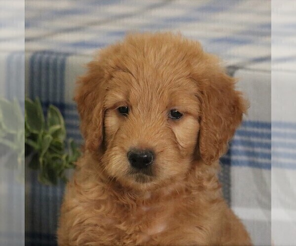 Medium Photo #5 Goldendoodle Puppy For Sale in PARKESBURG, PA, USA
