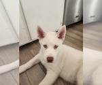Small Photo #2 Siberian Husky Puppy For Sale in EAST HAVEN, CT, USA