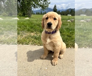 Golden Retriever Dog for Adoption in PRIEST RIVER, Idaho USA