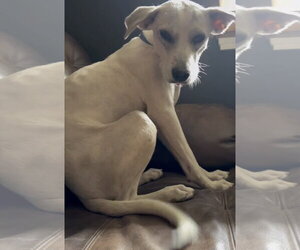 Didi - Female Mutt Dog for Adoption - Photo #3