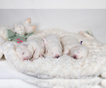 Small #17 Great Pyrenees