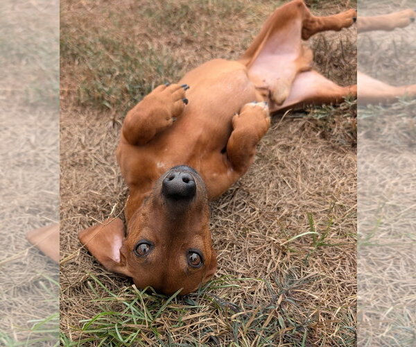 Medium Photo #7 Dachshund Puppy For Sale in Shelbyville, TN, USA