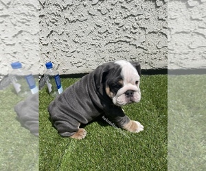 Bulldog Puppy for sale in HOLLYWOOD, CA, USA