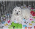 Small Bichon Frise