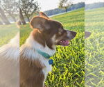 Small #2 Australian Shepherd