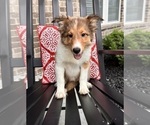 Small Photo #2 Shetland Sheepdog Puppy For Sale in INDIANAPOLIS, IN, USA
