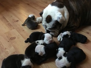 Mother of the Bulldog puppies born on 04/17/2018