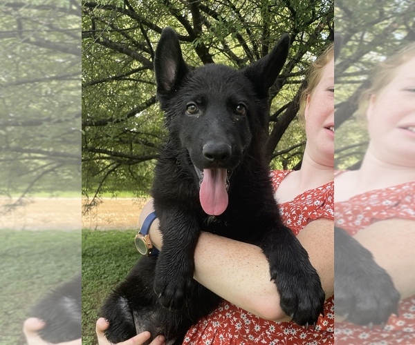 Medium Photo #1 German Shepherd Dog Puppy For Sale in WACO, TX, USA
