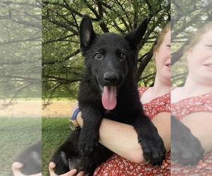 German Shepherd Dog Puppy for Sale in WACO, Texas USA