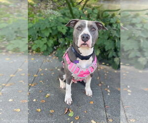American Pit Bull Terrier Dogs for adoption in Berkeley, CA, USA