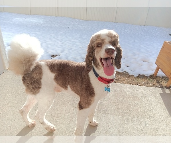 Medium Photo #9 Poodle (Standard) Puppy For Sale in BONNERS FERRY, ID, USA