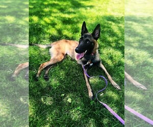 Belgian Malinois Puppy for sale in OWOSSO, MI, USA