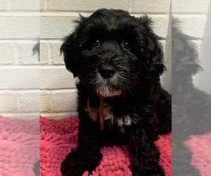 Kerry Blue Terrier-Polish Lowland Sheepdog Mix Puppy for sale in VERSAILLES, KY, USA