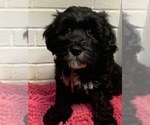 Small Photo #1 Kerry Blue Terrier-Polish Lowland Sheepdog Mix Puppy For Sale in VERSAILLES, KY, USA