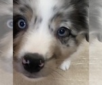 Puppy Yeti Australian Shepherd