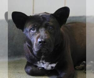 Labrador Retriever-Unknown Mix Dogs for adoption in San Antonio, TX, USA