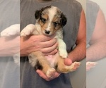 Small #3 Australian Shepherd