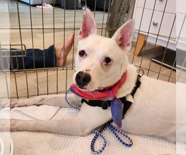 Medium Photo #3 Mutt Puppy For Sale in St. Augustine, FL, USA