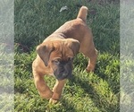 Puppy Red Cane Corso