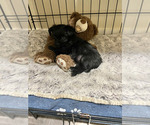 Puppy Joy Yorkshire Terrier
