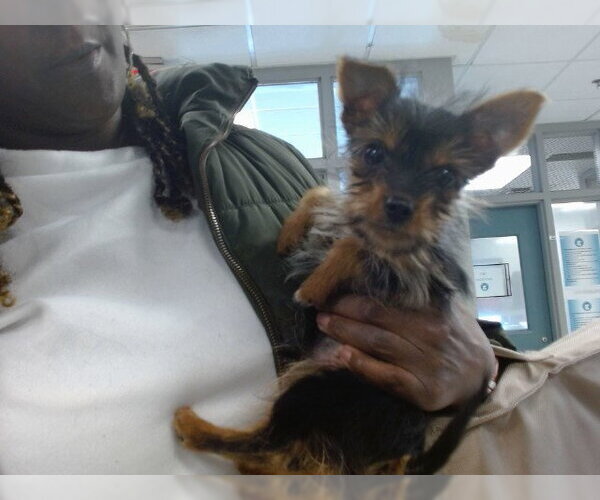 Medium Photo #1 Mutt Puppy For Sale in Oklahoma City, OK, USA