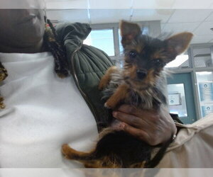 Mutt Dogs for adoption in Oklahoma City, OK, USA