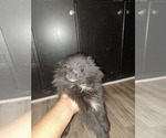 Puppy RAVEN Pomeranian