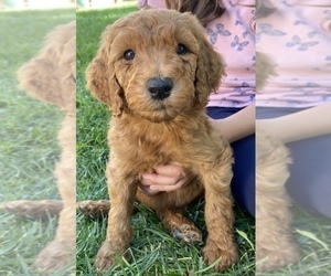 Goldendoodle-Poodle (Standard) Mix Puppy for sale in AMARILLO, TX, USA