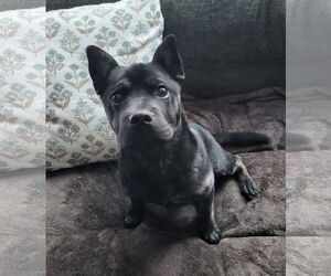 Bulldog-Unknown Mix Dogs for adoption in New London, WI, USA