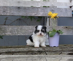 Puppy 3 Ewokian