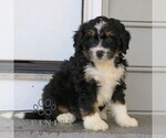 Small #2 Bernedoodle (Miniature)