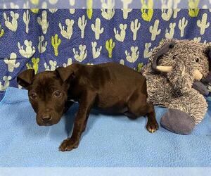 Staffordshire Bull Terrier-Unknown Mix Dogs for adoption in Modesto, CA, USA