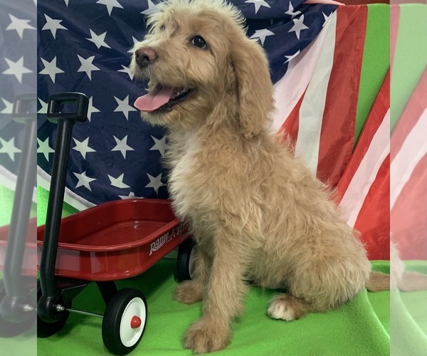 Medium Photo #31 English Cream Golden Retriever-Poodle (Standard) Mix Puppy For Sale in DEARBORN, MO, USA