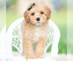 Puppy Alfie AKC Poodle (Toy)