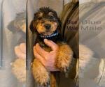 Small Photo #2 Airedale Terrier Puppy For Sale in STEEDMAN, MO, USA