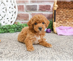 Small #13 Poodle (Miniature)