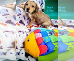 Small #1 Dachshund Mix