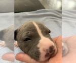 Small Photo #1 American Pit Bull Terrier Puppy For Sale in OAK HARBOR, WA, USA