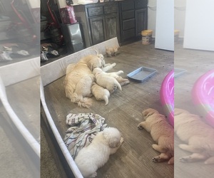 Mother of the English Cream Golden Retriever puppies born on 06/03/2025
