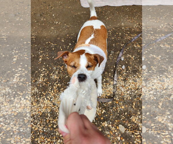 Medium Photo #33 Mutt Puppy For Sale in Philadelphia, PA, USA