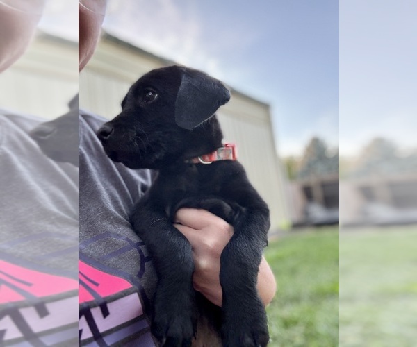 Medium Photo #2 Labrador Retriever Puppy For Sale in LEWISTON, ID, USA